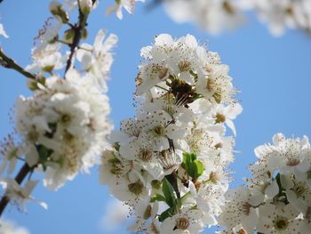 Low angle view of cherry blossom tree