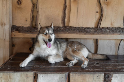 A beautiful furry dog, a half-breed husky, in a kennel for dogs on a wooden flooring