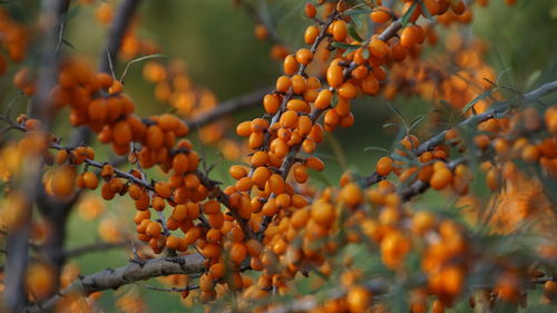 Close-up of berries growing on tree