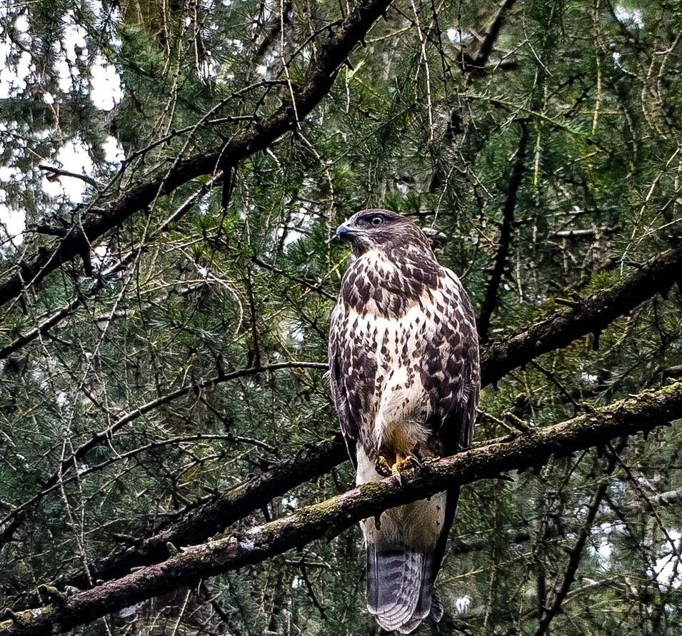 LOW ANGLE VIEW OF BIRD PERCHING ON TREE TRUNK