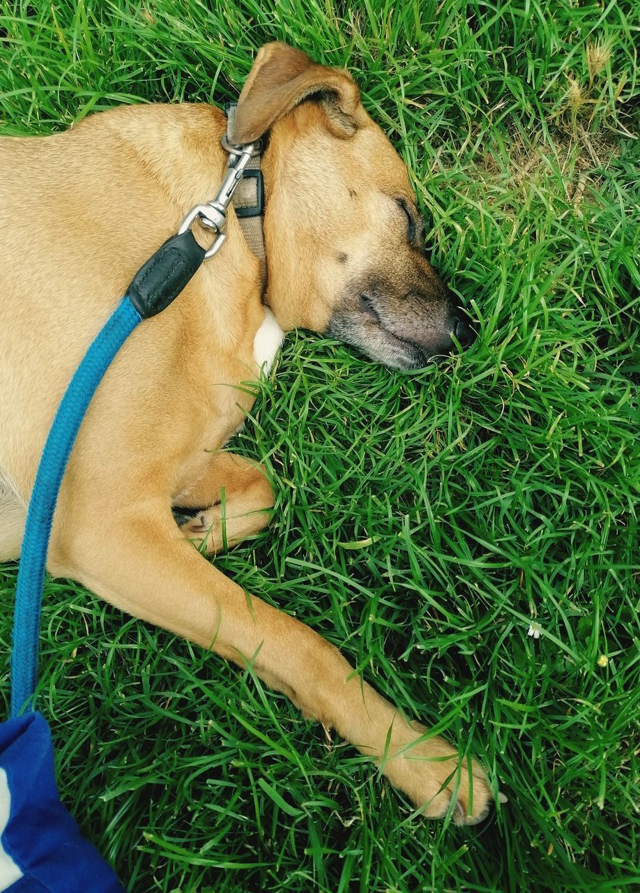 HIGH ANGLE VIEW OF DOG RELAXING ON GRASS