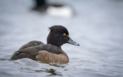 Duck swimming in lake