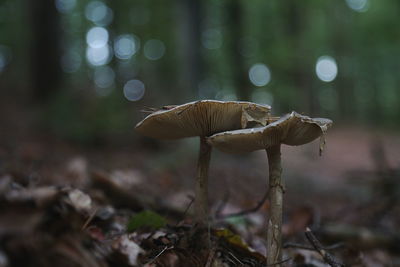 Close-up of mushroom growing on tree in forest