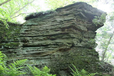 Low angle view of tree trunk in forest