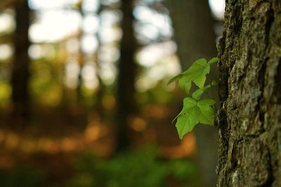 Close-up of ivy growing on tree trunk