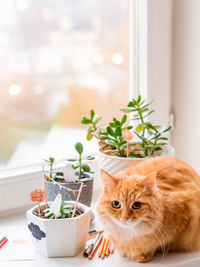 Cute ginger cat and flower pots with handmade decorations for halloween. painted ghost and pumpkin.