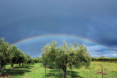 Scenic view of field against rainbow in sky