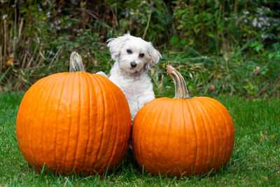 View of pumpkins on grass