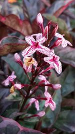 Close-up of red flowering plant during winter