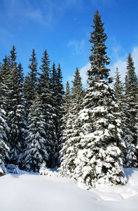 Snow covered pine trees in forest against sky