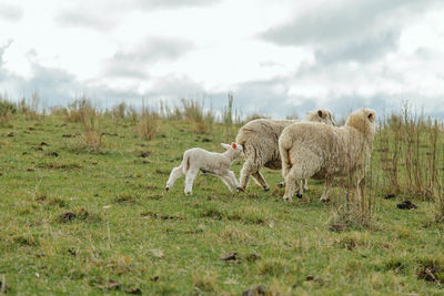 Sheep in a field