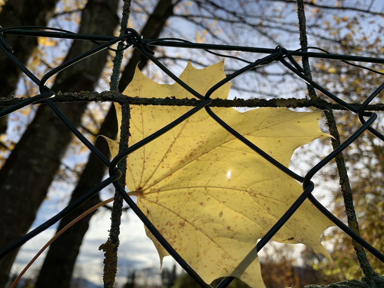 LOW ANGLE VIEW OF TREE AGAINST METAL