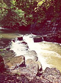 Stream flowing through rocks in forest