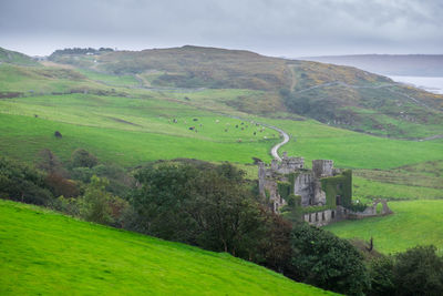 The ruined castle is in the middle of the large grassland where sheeps graze quietly.