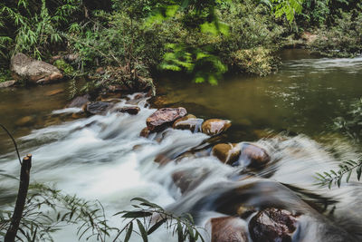 Scenic view of waterfall in forest