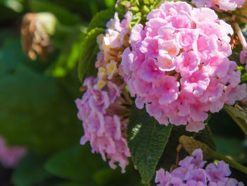 Close-up of pink flowering plant