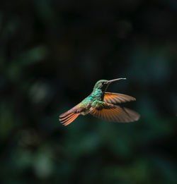 Close-up of bird flying