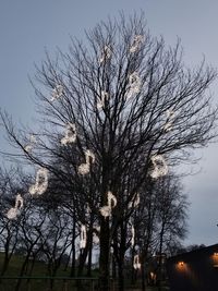 Low angle view of silhouette bare trees against sky