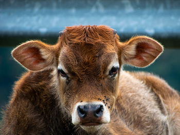 Close-up portrait of cow