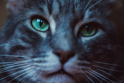 Close-up portrait of cat