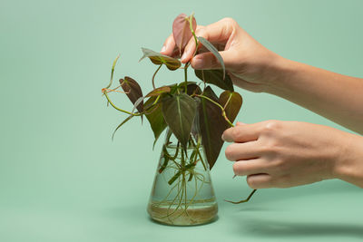 Cropped hands of person holding plant in glass container over colored background