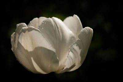 Close-up of wet white flower against black background