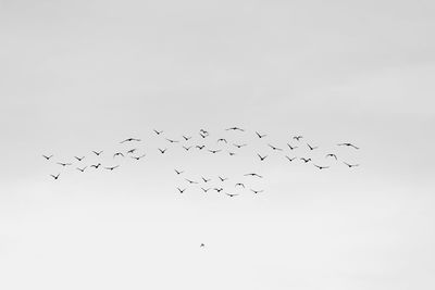 Flock of birds flying against clear sky