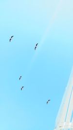 Low angle view of birds flying in sky