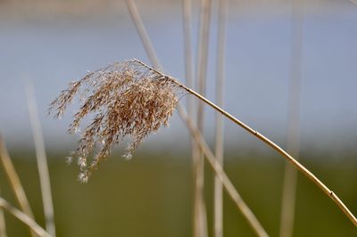 Close-up of dry grass on field against sky