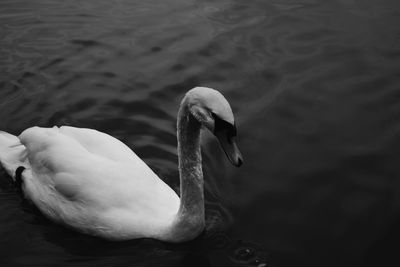 Close-up of swan swimming in lake