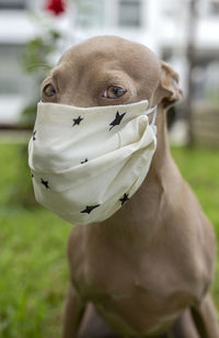 Pure breed italian greyhound dog outdoors with protective mask for coronavirus. covid-19.