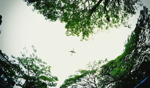 Low angle view of airplane flying in sky