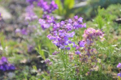 Close-up of purple flowers blooming outdoors