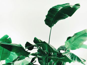 Low angle view of banana tree against clear sky