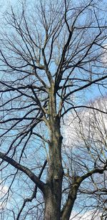 Low angle view of bare tree