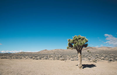 Tree on desert against clear blue sky