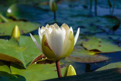 Close-up of water lily blooming outdoors