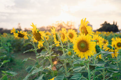 Close-up of yellow flowering plants on field