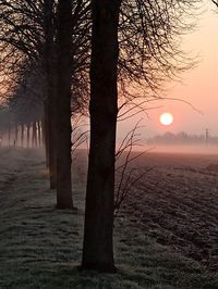 Bare trees on field against sky during sunset