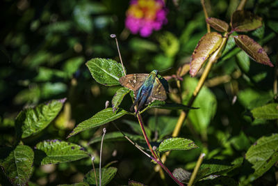 Close-up of butterfly on plant