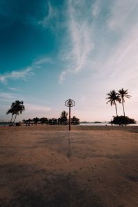 Palm trees on beach against sky