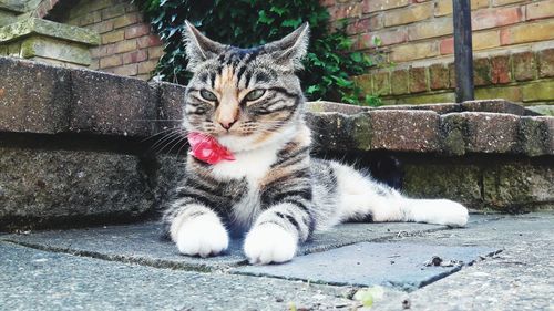 Portrait of cat sitting on retaining wall