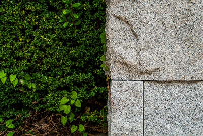 Close-up of stone wall