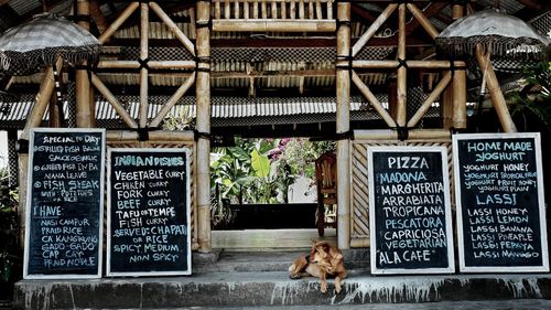 Dog sitting amidst menu at restaurant