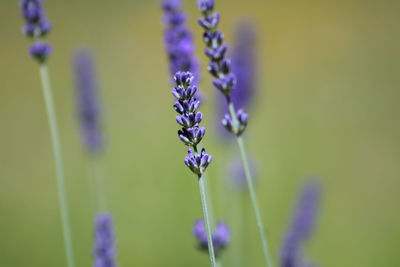 Close-up of lavender on purple flowering plant