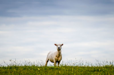 Sheep on field against sky