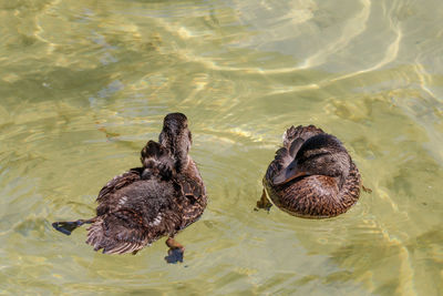 High angle view of ducks swimming in lake