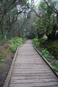 Boardwalk amidst trees in forest