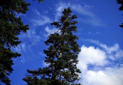 Low angle view of tree against blue sky