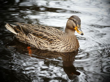 Duck swimming in lake